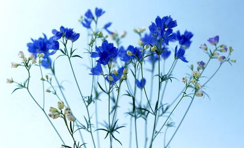 文學(xué)藝術(shù)創(chuàng)作和科學(xué)研究離不開審美聯(lián)想和審美想象