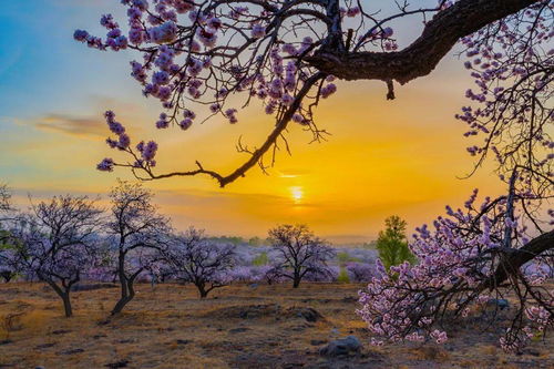 春暖花開(kāi),相約幸 杏 福 百里杏花廊道原創(chuàng)文藝作品大賽獲獎(jiǎng)作品展示 二